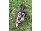 Hank German Wirehaired Pointer Senior Male