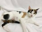 Rose Domestic Shorthair Adult Female