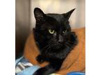 Louis Domestic Shorthair Senior Male