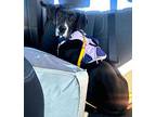 Mercedes Fon Great Dane Puppy Female