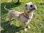 Rollo Catahoula Leopard Dog Adult Male