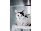 72592a Caldwell-Pounce Cat Cafe Domestic Shorthair Adult Male