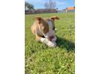 Heart Mixed Breed (Large) Puppy Female