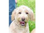 Trixie Labrador Retriever Adult Female