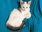 Cleo Domestic Shorthair Young Female