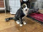 Misty Domestic Shorthair Young Female