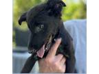 Kourtney Labrador Retriever Young Female