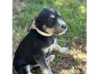 Simon Terrier (Unknown Type, Medium) Puppy Male