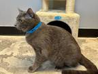 Blue Cinder Russian Blue Adult Male