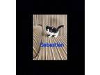 Sebastian Domestic Shorthair Kitten Male