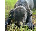 Sally Terrier (Unknown Type, Medium) Puppy Female