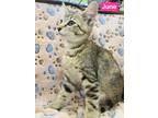 June Domestic Shorthair Kitten Female