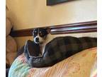 Lucky Boy Rat Terrier Adult Male