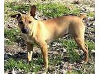 Anya Terrier (Unknown Type, Medium) Puppy Female
