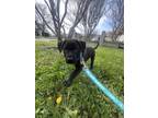 KitKat American Pit Bull Terrier Puppy Female