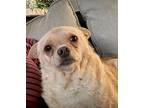 Sasha Mixed Breed (Small) Senior Female