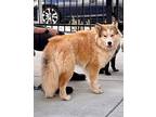 Wrigley Alaskan Malamute Adult Male