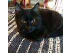 Elliott Domestic Shorthair Young Male
