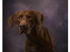 Toby Keith Vizsla Adult Male
