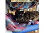 Tortellini Domestic Shorthair Young Female