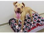 Faya American Pit Bull Terrier Adult Female