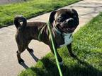 Scrabble Pug Young Male