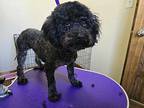 Forrest Poodle (Miniature) Adult Male