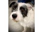 Scottie Mixed Breed (Medium) Young Male