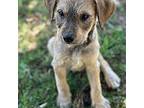 Spice Terrier (Unknown Type, Medium) Puppy Male