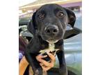 Moe Labrador Retriever Puppy Male