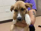 Henry Labrador Retriever Young Male