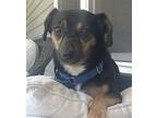Leon LOWER FEE!! Chihuahua Adult Male