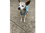 Rocket Chihuahua Senior Male