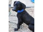Little Man Great Dane Puppy Male