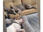 Bentley American Pit Bull Terrier Adult Male