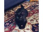 Cinder Domestic Shorthair Young Male