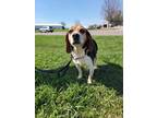 Darby Beagle Adult Female
