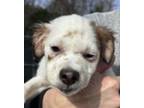 Khloe Labrador Retriever Young Female