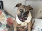 Gremlin Boxer Puppy Male