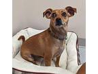 Lulu Chihuahua Adult Female