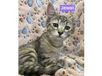 Jewel Domestic Shorthair Kitten Female