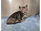 Purrcedes Domestic Shorthair Kitten Female