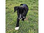 Sarge Terrier (Unknown Type, Medium) Puppy Male
