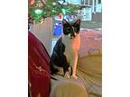 Inky KW C2023 in RI Domestic Shorthair Kitten Male