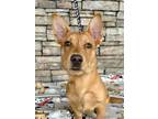 Mayra Corgi Puppy Female