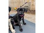 Maize Veggie Puppy Female