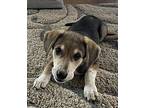 Beau Beagle Young Male