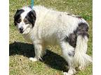 Wally Australian Shepherd Adult Male