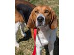 Rudy Treeing Walker Coonhound Adult Male