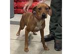 Ruby Hound (Unknown Type) Adult Female